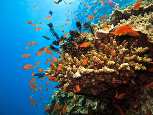 Wielka Rafa Koralowa – największa na świecie rafa koralowa, położona u wybrzeży Australii. Jest to największa na Ziemi pojedyncza struktura wytworzona przez organizmy żywe, widoczna nawet z kosmosu