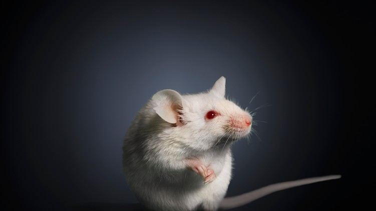 egér