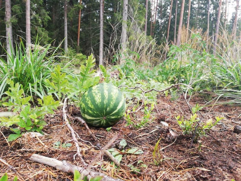 To wyrosło w Puszczy Augustowskiej! Nie uwierzysz