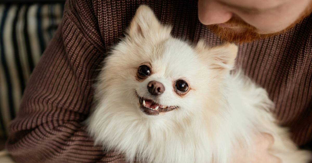 Z ukochanym pupilem w jednym grobie. Niemieckie miasto wprowadza nowe prawo