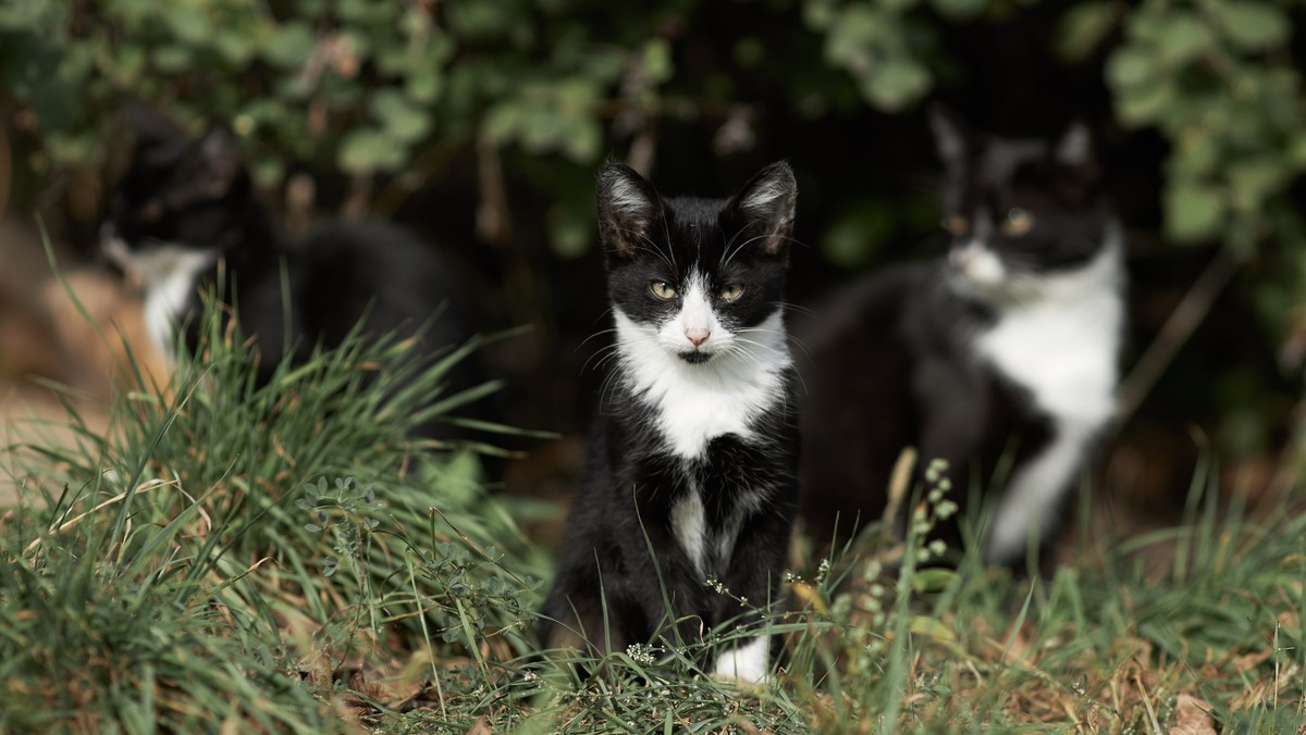 Uderzał kociętami o ścianę budynku. Miał prawie 3 promile