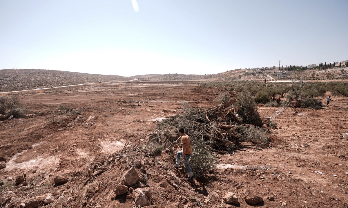 Izraelskie buldożery rozjechały palestyński gaj oliwny. Padły tysiące drzew