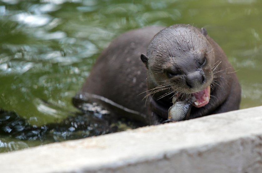 Zakochane wydry mieszkają w łódzkim zoo. Czy będą z tego dzieci? 