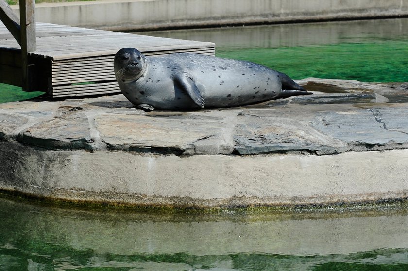 Kotik we wrocławskim zoo