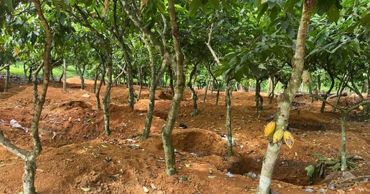 400 acres of cocoa farms at risk due to MIGOP Mining Limited's exploration activities - Vimarsana News