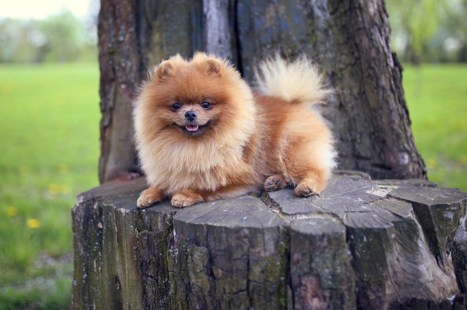 Pomeranian (szpic miniaturowy)