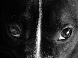 Psy i papuga śpiewają metal