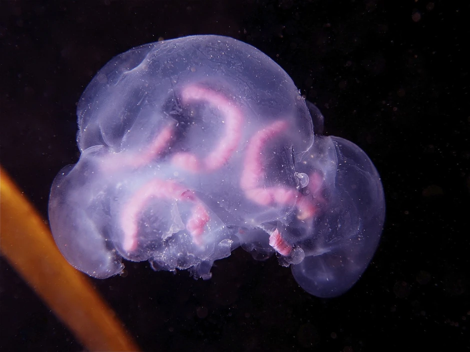 Morska osa, meduza