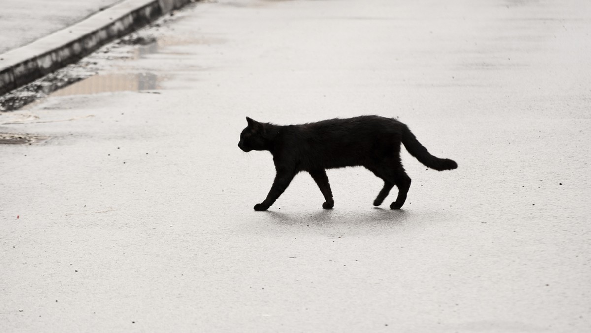 Kilka dni temu w centrum Bolesławca przypadkowi przechodnie znaleźli na trawniku głowę kota. Biegły sądowy stwierdził, że do odcięcia głowy doszło, gdy zwierzę już nie żyło. Dla policji oznacza to koniec sprawy. – To jest zaczątek do znęcania się nad zwierzętami – twierdzi Konrad Kuźmiński z Dolnośląskiego Inspektoratu Ochrony Zwierząt.