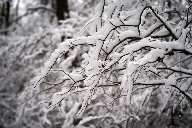 Zima gałęzie ośnieżone drzewa