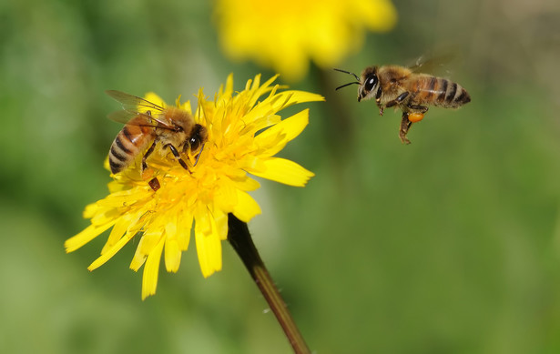 Dla zapylaczy i pszczół jest wiele zagrożeń powodujących prawdziwą tragedię w świecie owadów. Wszystkie związane są z działalnością człowieka - podkreśla ekspert z Wydziału Nauk Przyrodniczych Uniwersytetu Śląskiego w Katowicach.