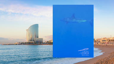 Najszybszy rekin świata pod Barceloną. Zamknięto pięć plaż