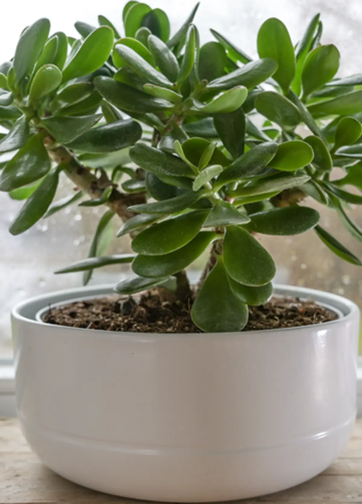 fukien tea bonsai yellow leaves 41 Year Old Flowering Fukien Tea Specimen Bonsai Tree