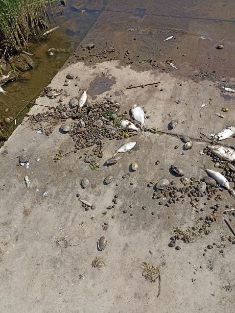 Śnięte ryby w Gryfinie, 16 sierpnia 2022
