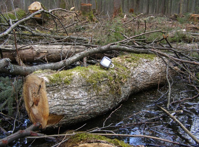 W niechronionej części Puszczy Białowieskiej wycina się rocznie ponad 100 tys. drzew © www.tydecydujesz.org