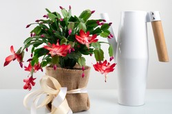 Grudnik będzie bardziej zwarty i pięknie zakwitnie. Wykonaj ten prosty zabieg