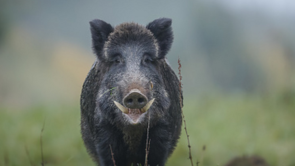 Dzik pojawił się nagle w niemieckim kurorcie Schoenhagen w kraju związkowym Szlezwik-Holsztyn. Na nagraniu widać, jak dzik po kąpieli w Morzu Bałtyckim, wbiega na plażę.