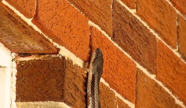 AP_zmija_na_zidu_vesti_blic_safe