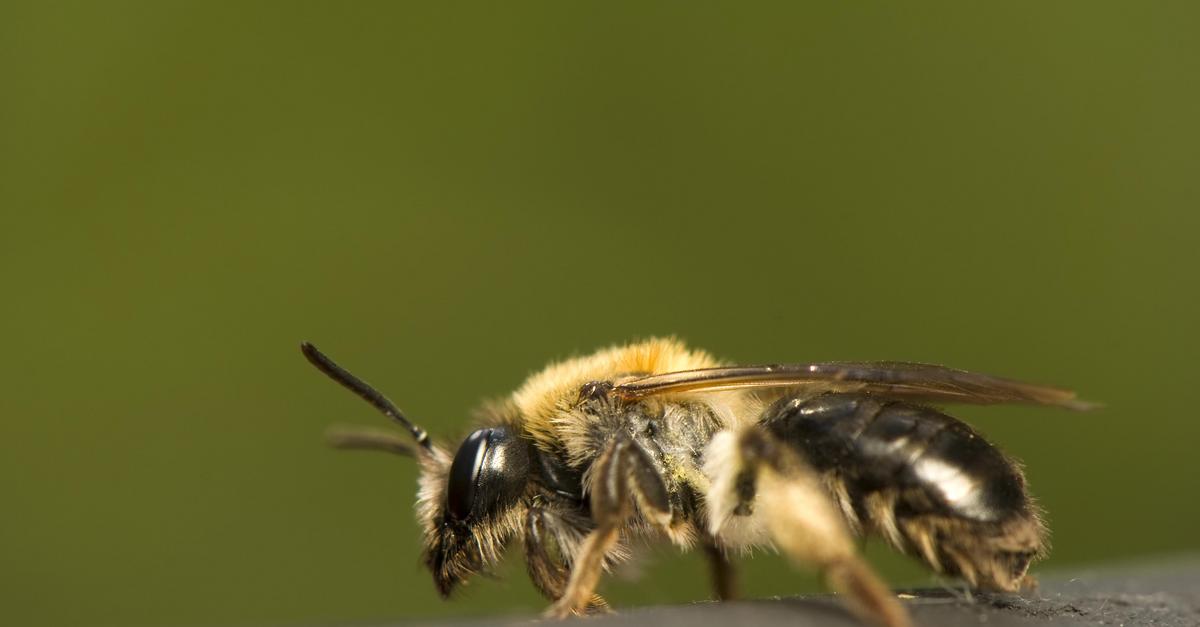 Użądlenie pszczoły - objawy, pierwsza pomoc, alergia na jad