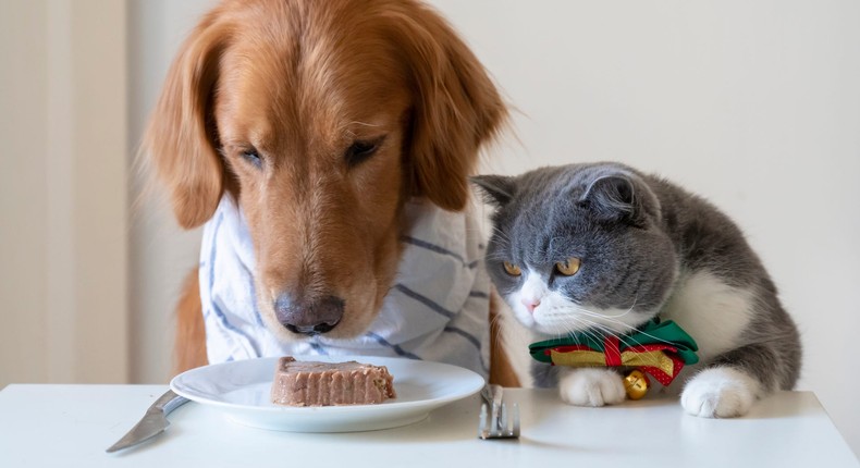 Cat food is like fast food for dogs — dogs love it, but it's not very healthy for them.eastonchen123/500px/Getty Images