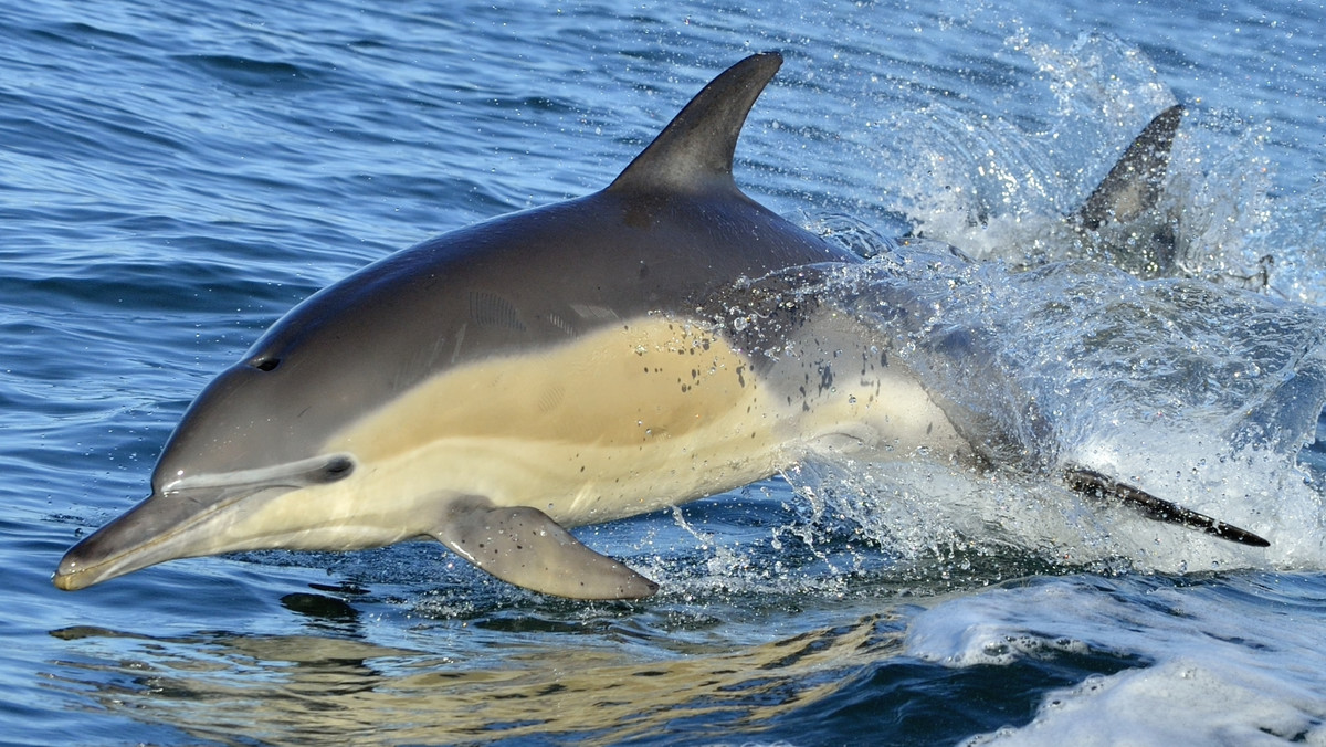 Dekady po tym, jak delfiny pospolite zniknęły z Adriatyku, w ostatnich latach zaczęły się ponownie pojawiać w dużych grupach. Naukowcy z Instytutu Blue World napotkali stado ponad 50 delfinów pospolitych w pobliżu chorwackiego archipelagu Kornati.