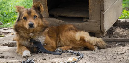 Horror psów. Depresja, lizanie ogona do krwi... Właściciele czworonogów są przerażeni