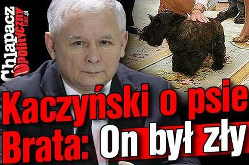 Kaczyński o psie Brata: On był zły!