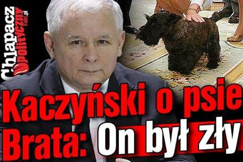 Kaczyński o psie Brata: On był zły!