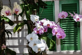 3 NEPOPRAVLJIVE GREŠKE koje tokom leta pravimo s orhidejama: Zbog njih ne cvetaju i gube listove