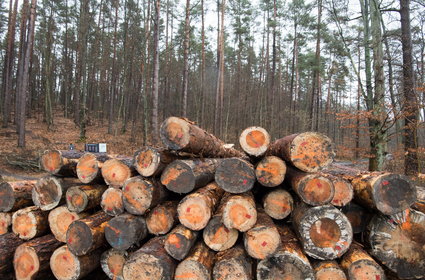 Nowe zasady zarządzania polskimi lasami. Jest propozycja leśników