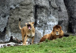Lwy się ożywiły. Wiosna w warszawskim ZOO