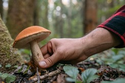 Wykręcać czy wycinać? Jak prawidłowo zbierać grzyby? Odpowiedź leśników i naukowców zaskakuje