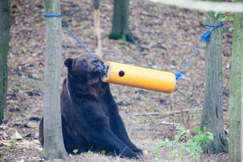 Nowa zabawka niedźwiadków w zoo