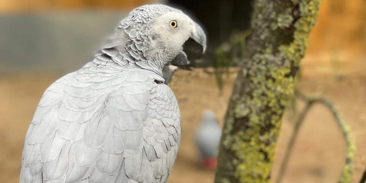 Papugi z brytyjskiego zoo obrażały zwiedzających. Teraz uczą się dobrych manier