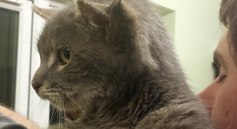 Stray Cat with 3 ears goes viral 