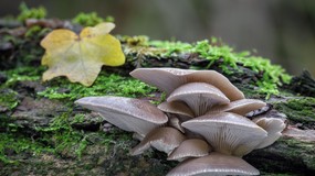 Nazywane są "leśnym mięsem". Grzyby idealne dla tych, którzy chcą schudnąć