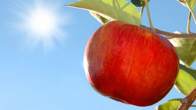 Lubelskie: sadownicy chcą promować "Jabłko Lubelskie"