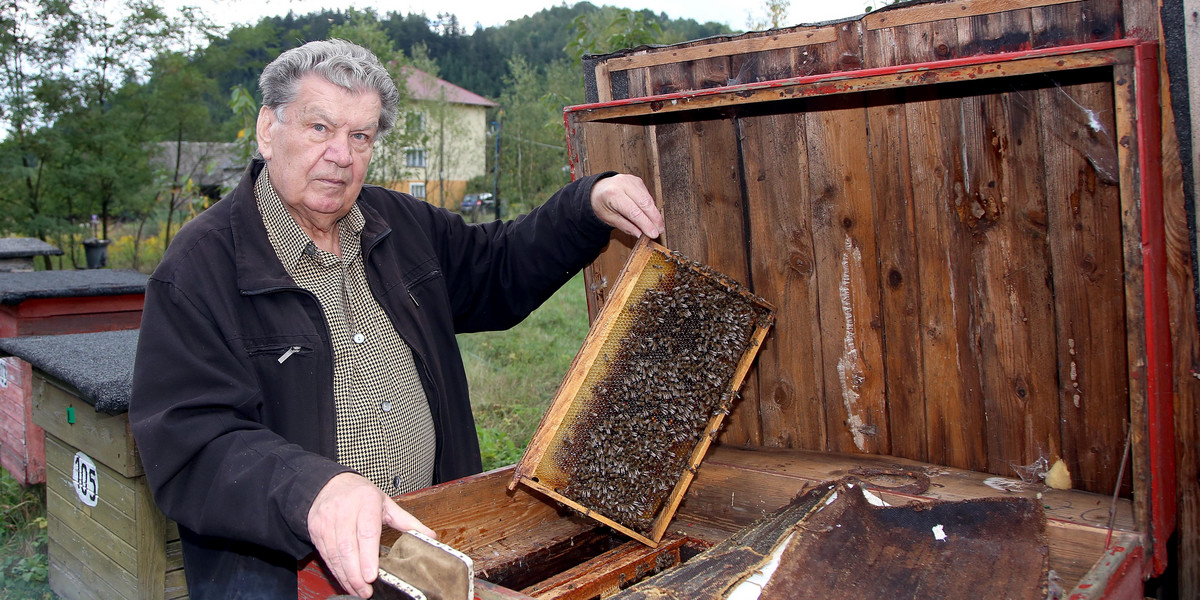 Sąd kazał zagazować pszczoły, bo przeszkadzają sąsiadom.