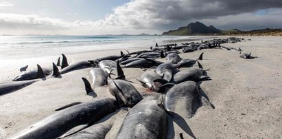 Morze martwych waleni na plaży. Znaleziono ich aż 500!