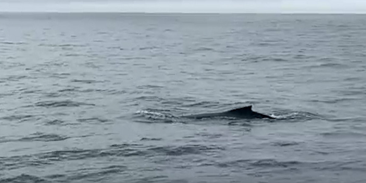 Mieszkaniec Gdyni zauważył w Bałtyku wieloryba.