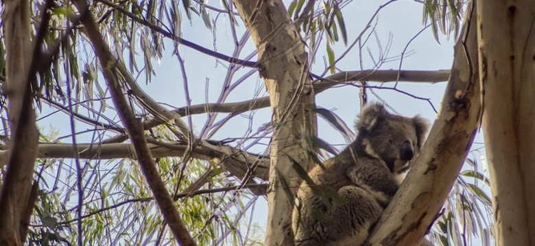 Australia: tym razem nie uśpią koali