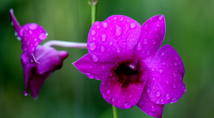 Az orchideát érdemes rendszeresen trágyázni Fotó: Northfoto