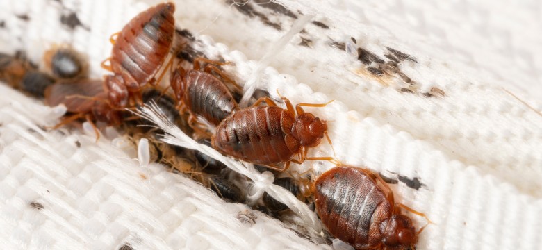 Plaga pluskiew we Francji