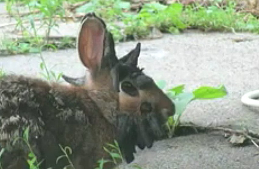Rogati zeka s nadimkom "Frankenštajn"