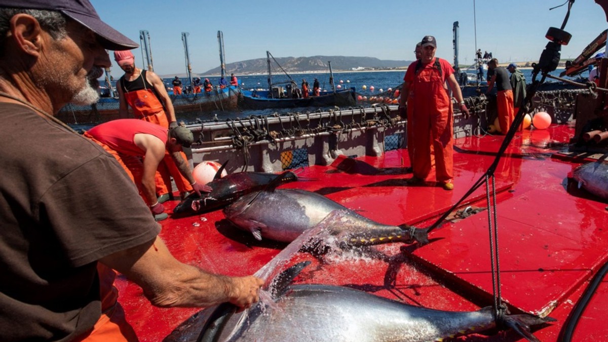 Ribolov u Barbateu na jugu Španije (arhiva)