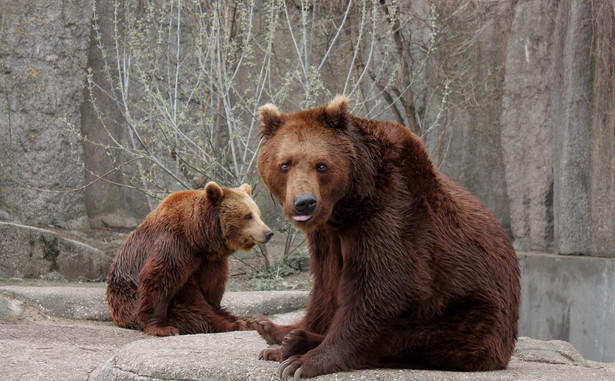 Niedźwiedzie w warszawskim ZOO