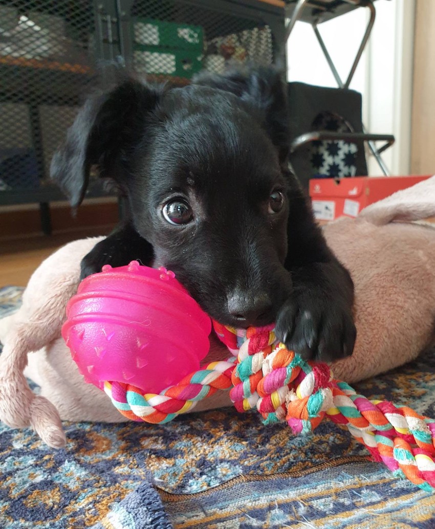 Lusi je nađena ispod kontejnera u Zemunu