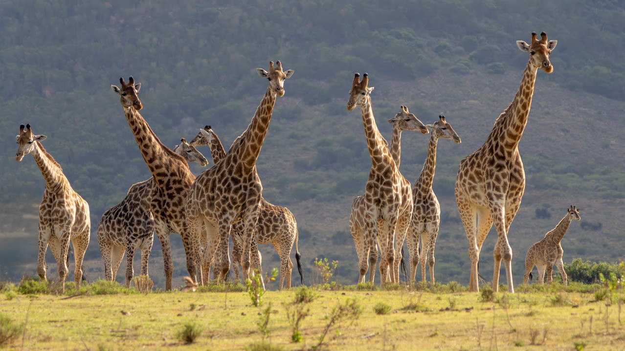 Otestujte sa zo zvieracích spánkových návykov.
