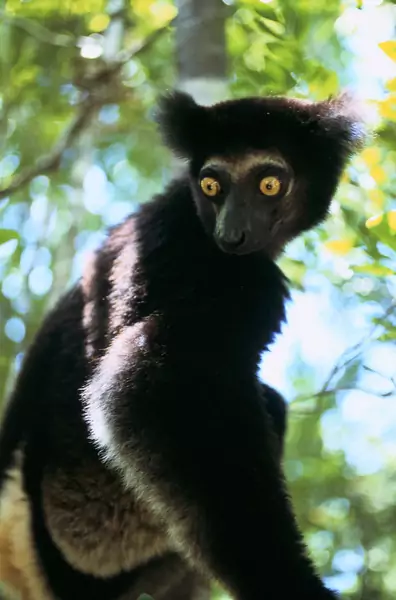 Lemur Indri