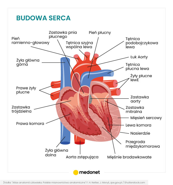 Serce [INFOGRAFIKA]